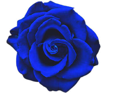 krya på dig blommor blå rosor