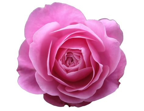 evighetsrosor rosa rosors betydelse